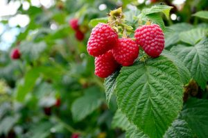 Beauty benefits of wild berries