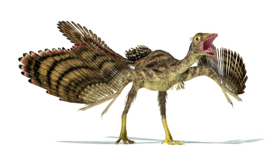 How dinosaurs became birds