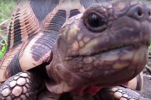 Burmese star tortoise comes back from extinction