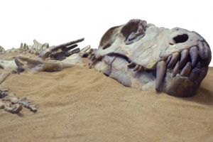 Fossil of Thailand’s biggest ever dinosaur found