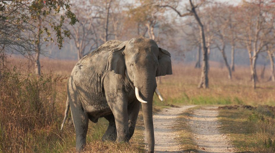 Senior citizen trampled to death by enraged elephant