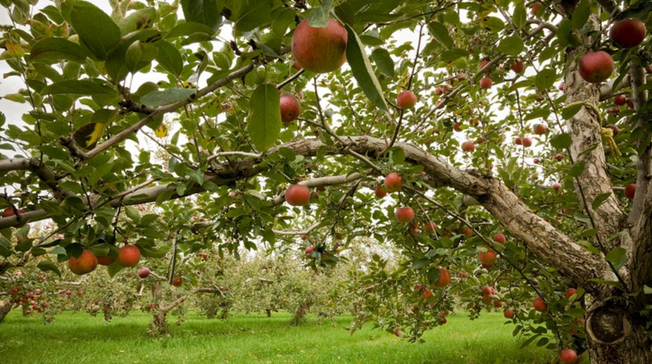 Apple plants to boost economy of Kinnaur farmers