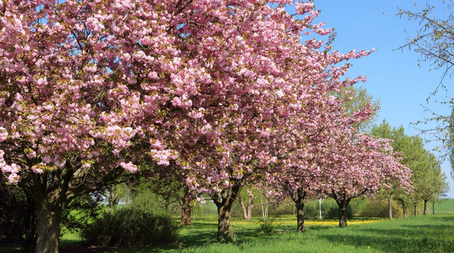 Cherry Blossom Festival set to paint Shillong pink