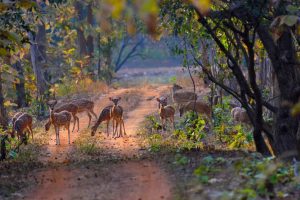 Buxa fills forest with deer