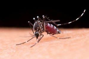 Dengue strikes early in Delhi, three cases in January