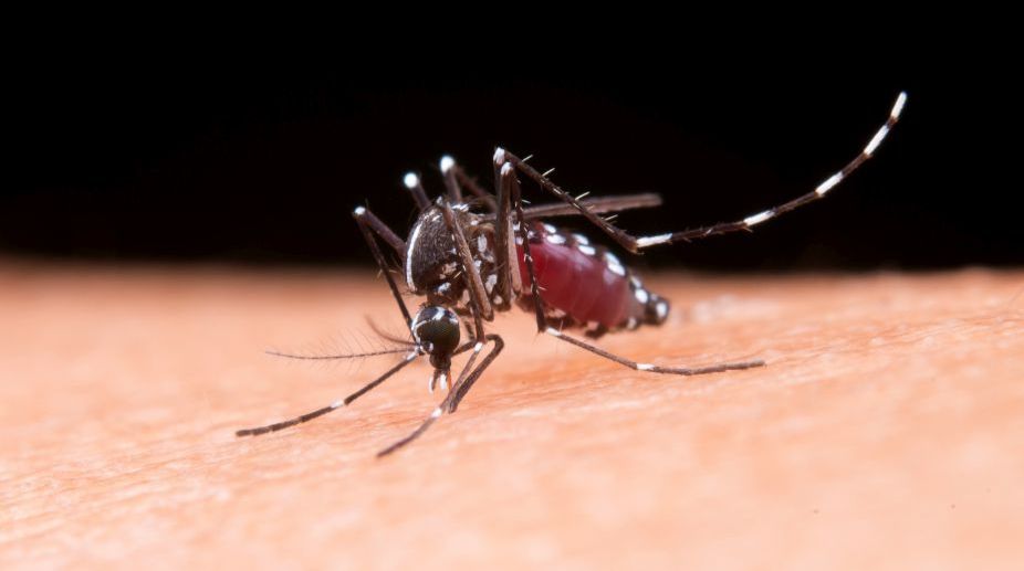 Genetically modified mosquitos may be used in fight against dengue: Prof Ghosh