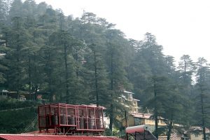NGT bans constructions in Shimla, along roads across Himachal