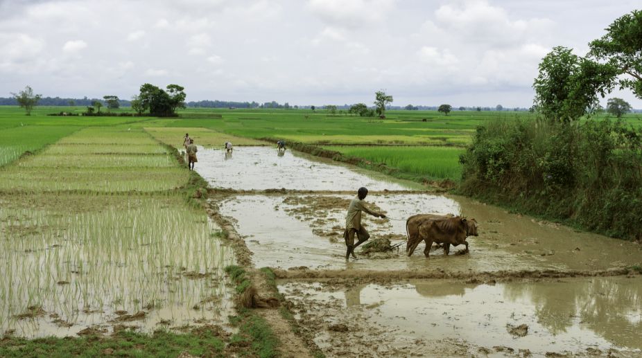 India’s agriculture: Limitless potential