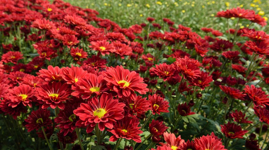 Vibrant flowers for your winter garden