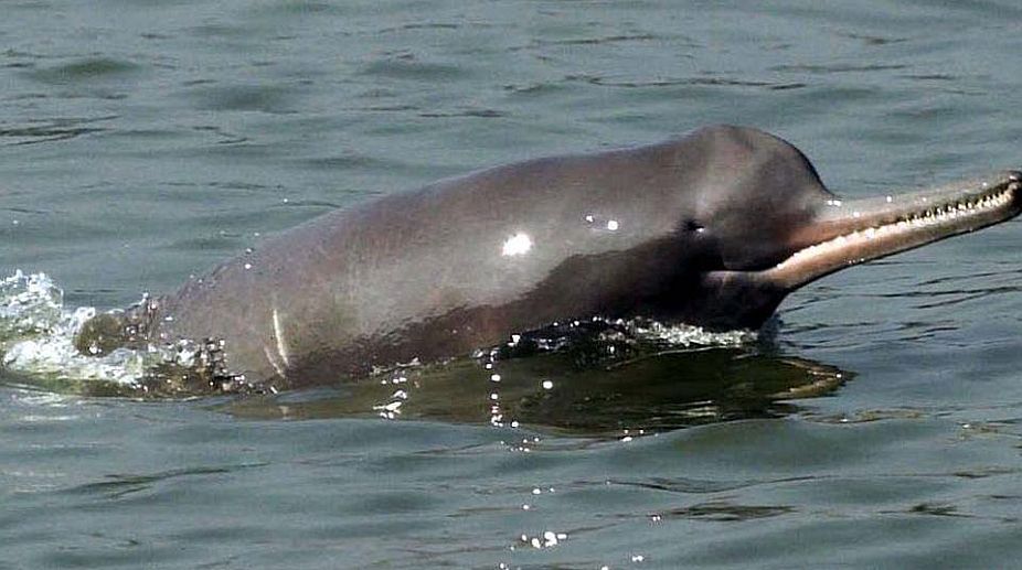 Census of fresh water dolphins begins in Ganges