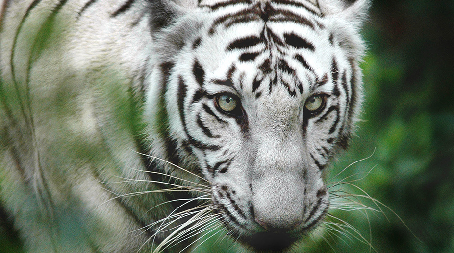 Two white tigers kill keeper in Bengaluru zoo