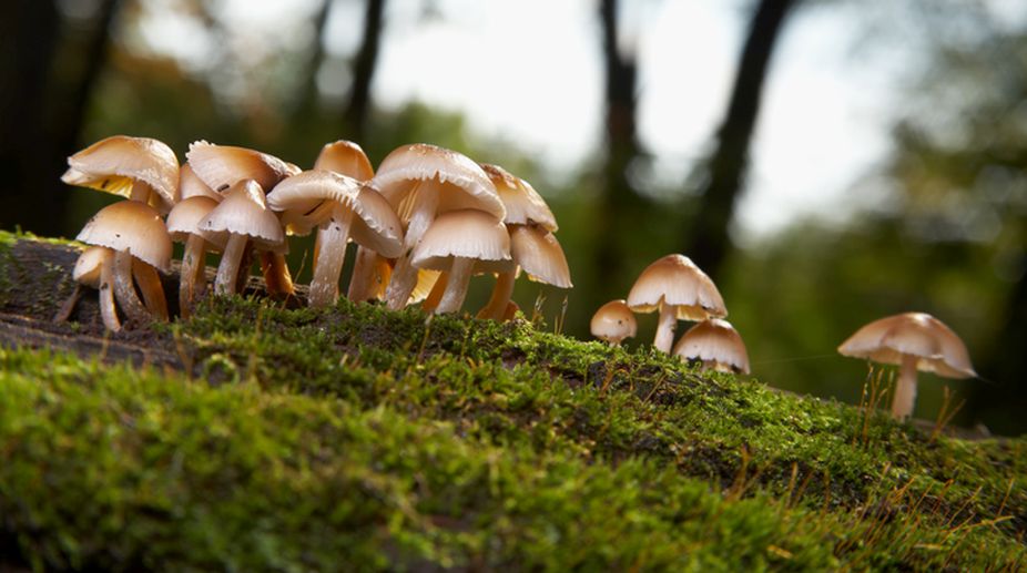 Magic mushrooms may ‘reset’ depressed brains
