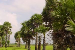 The home-grown palmyra