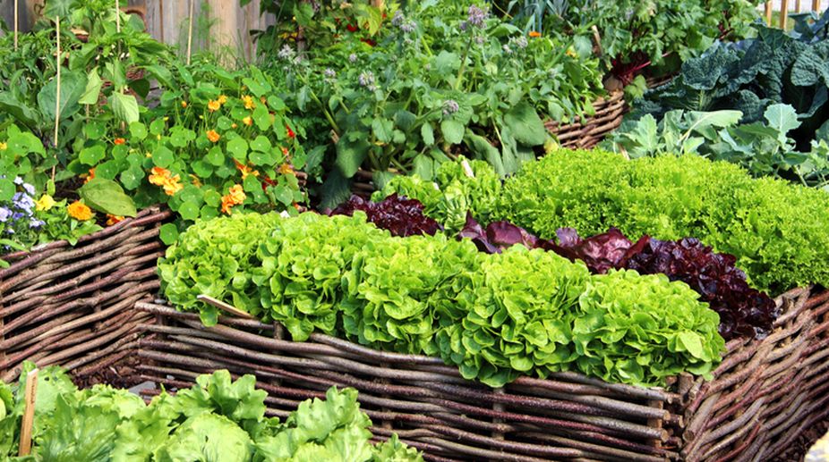 Seven winter vegetables you can grow in your garden