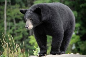 Black bears come back from certain extinction in US’ Nevada