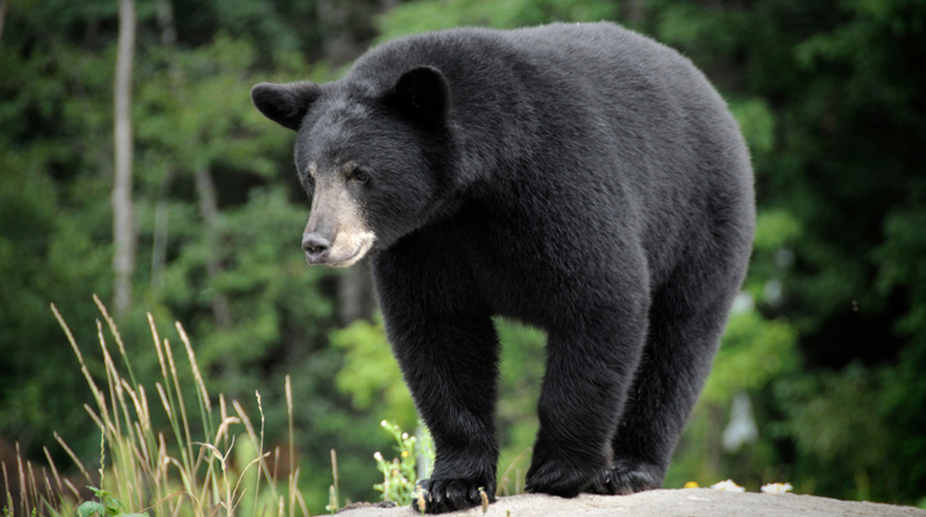 Black bears come back from certain extinction in US’ Nevada