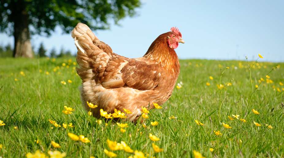 Pakistani boy arrested on charges of sexually assaulting hen