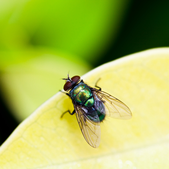 Houseflies could carry hundreds of harmful bacteria