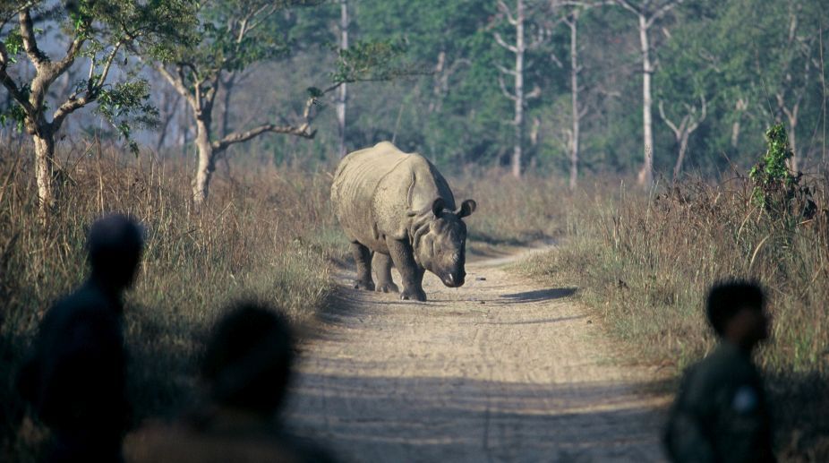 Ensuring the safety of rhinos