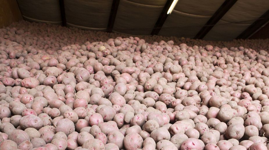 Potato price fall worrying Punjab’s farmers