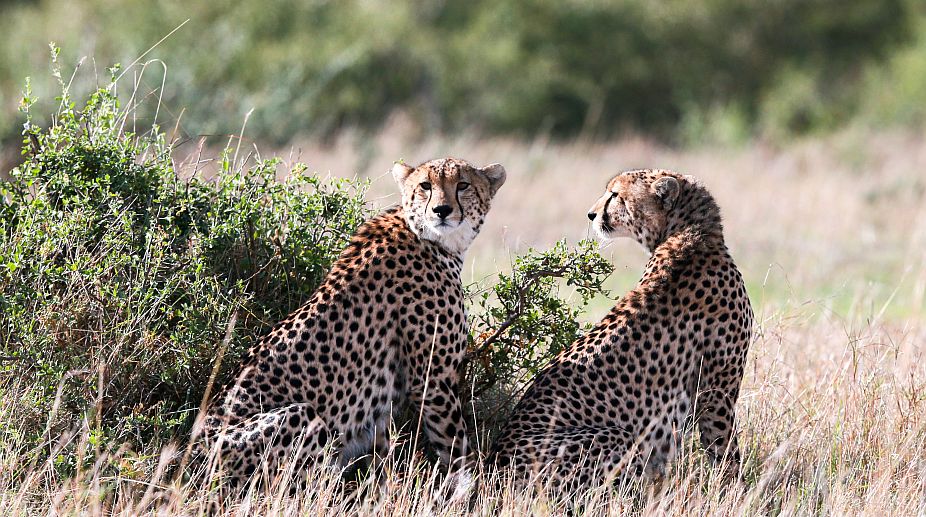 Cheetahs must be listed as ‘endangered’, say scientists