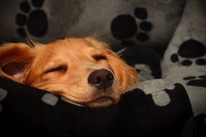 Winter care tips for your pets