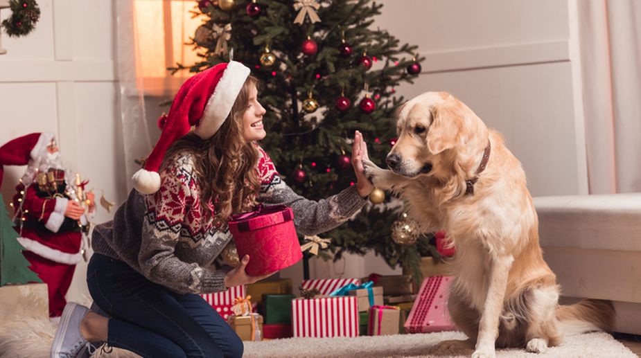 Keep chocolates away from dogs as Christmas season sets in