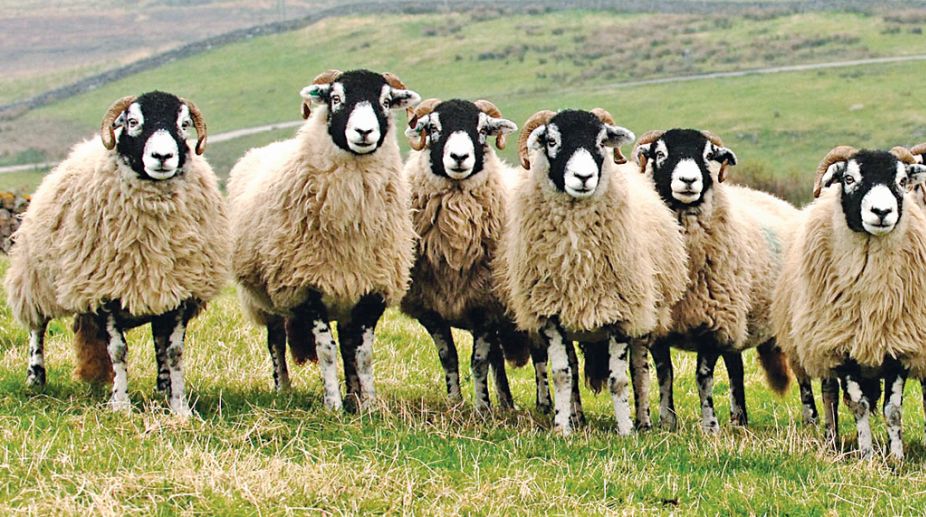 Sheep are able to recognise the faces of their sheep friends even after being separated for two years