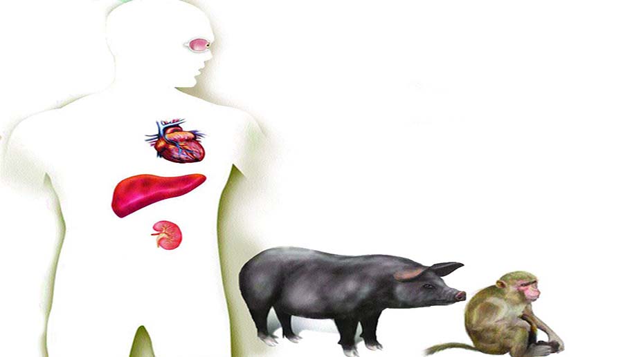 Taking organs from animals - The Statesman