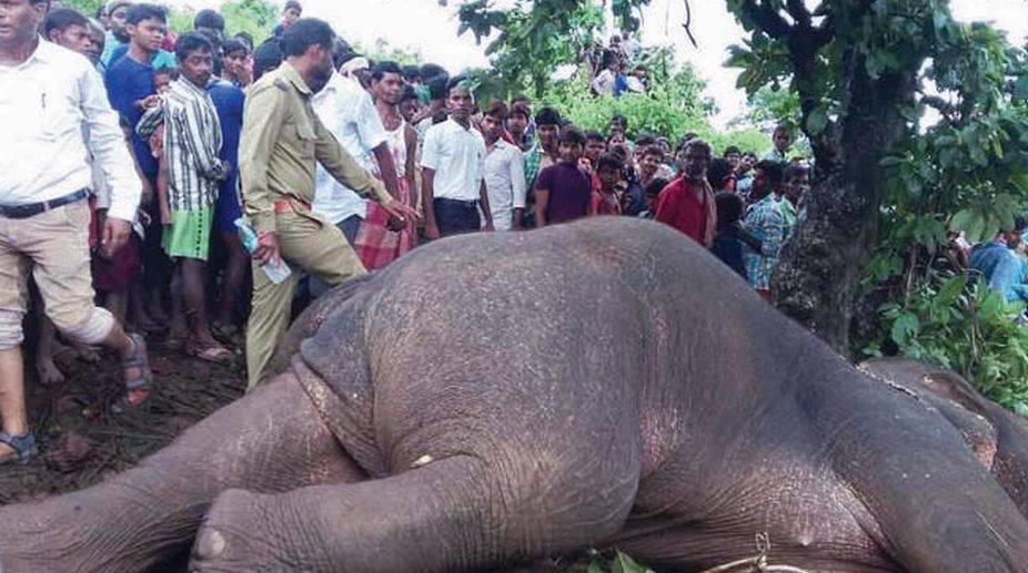 Killer elephant tranquilised, taken to jungle