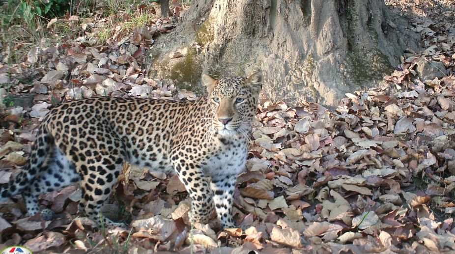 No territory fight, leopards live in camaraderie to terrorize villagers