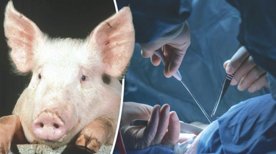 A closer look at ‘xenotransplantation’