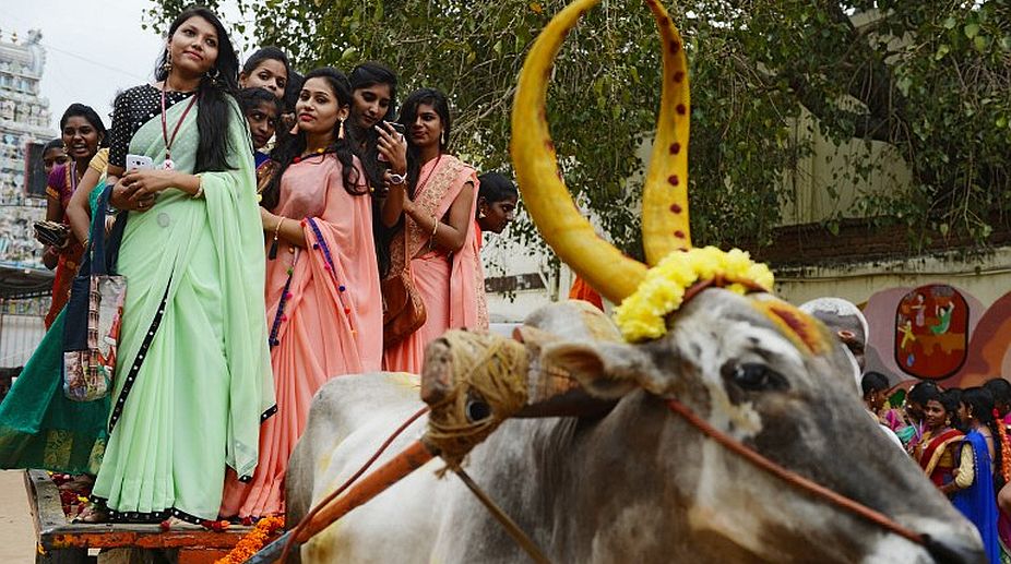 Three more gored to death by charging bulls during Pongal