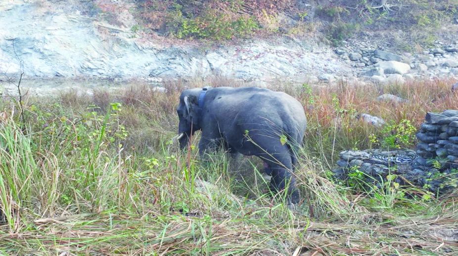 Haridwar killer elephant released in wild