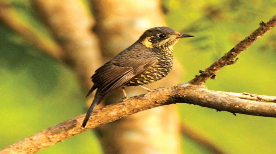 Haiderpur Wetland in Muzaffarnagar to host Bird Festival on March 3