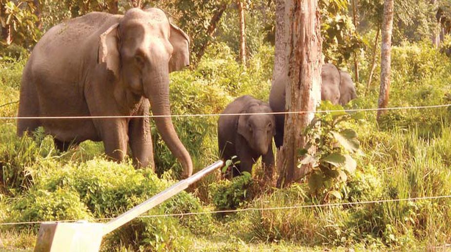 Live wires to stop animals from entering villages