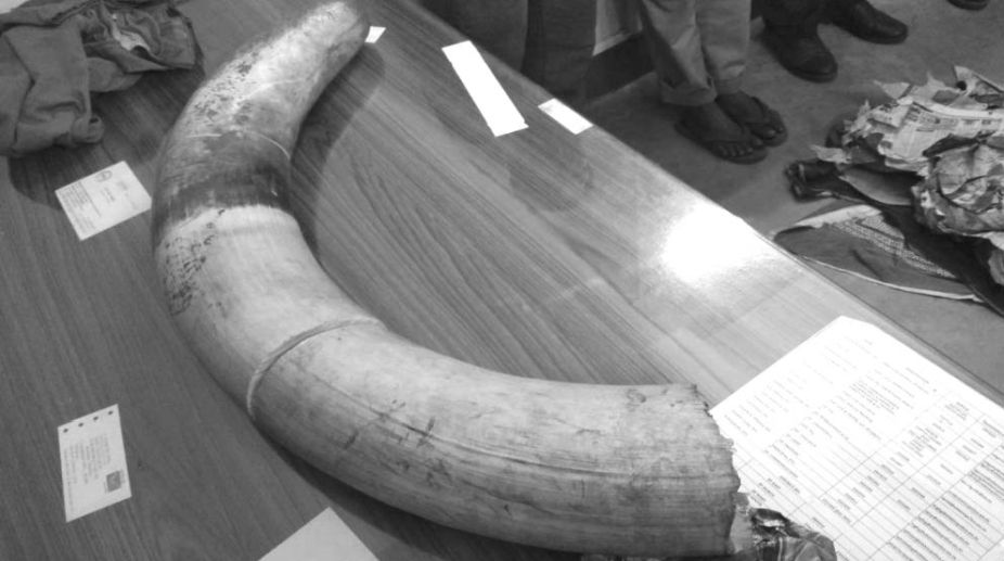elephant tusk