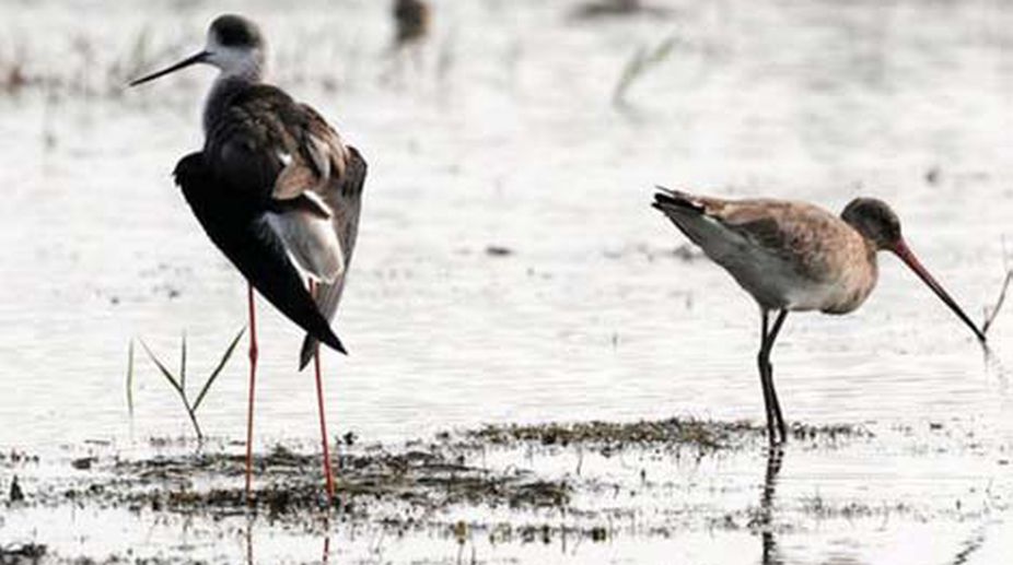 Bhitarkanika’s migratory birds’ habitats on high alert for bird flu