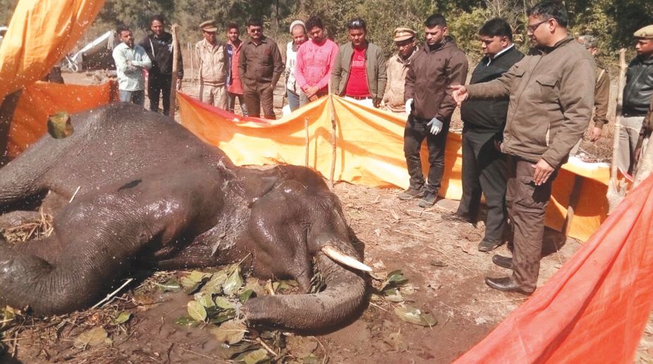 Injured elephant found by villagers, dies after a month