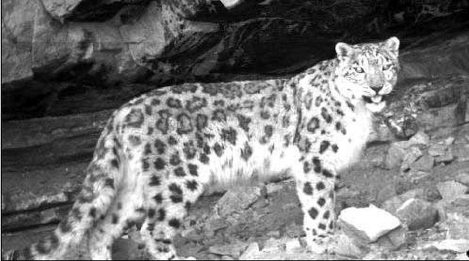 Pics of Snow Leopard from Spiti Valley that were caputed by Wildlife department on trap cameras