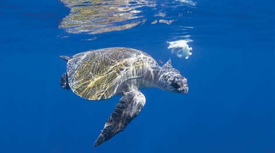 Study probes turtles’ survival years after oil spil