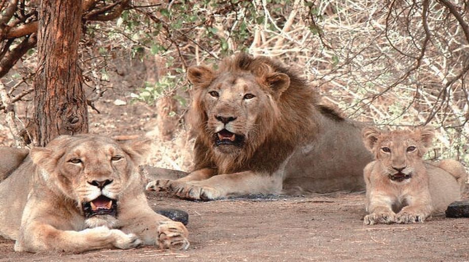 lions death, Gujarat lions, Gujarat HC, Central govt, Gujarat Lions death, Gir sanctuary