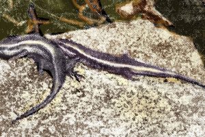 A skink would a-courting go