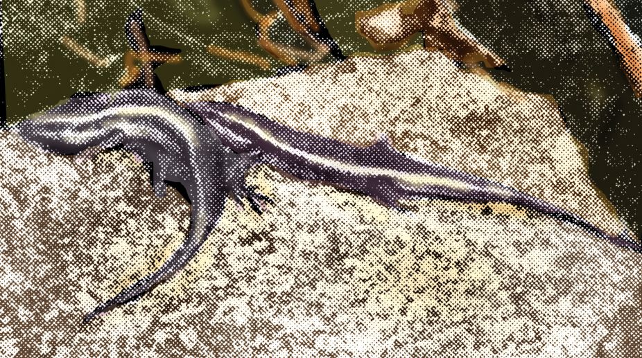 A skink would a-courting go