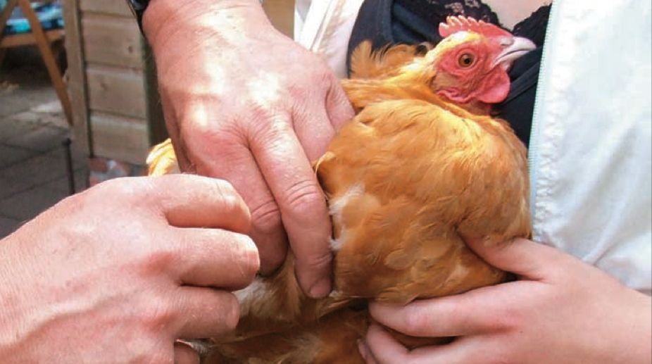 KMC chicken samples reveal no traces of formalin