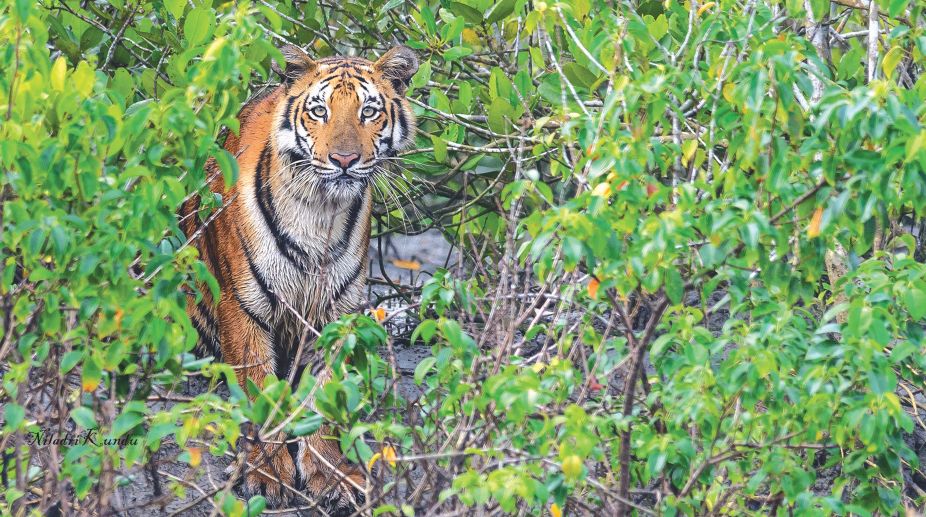 Madhya Pradesh tigers, Madhya Pradesh, Shivraj Singh Chouhan, ex forest officer, Tigers death,