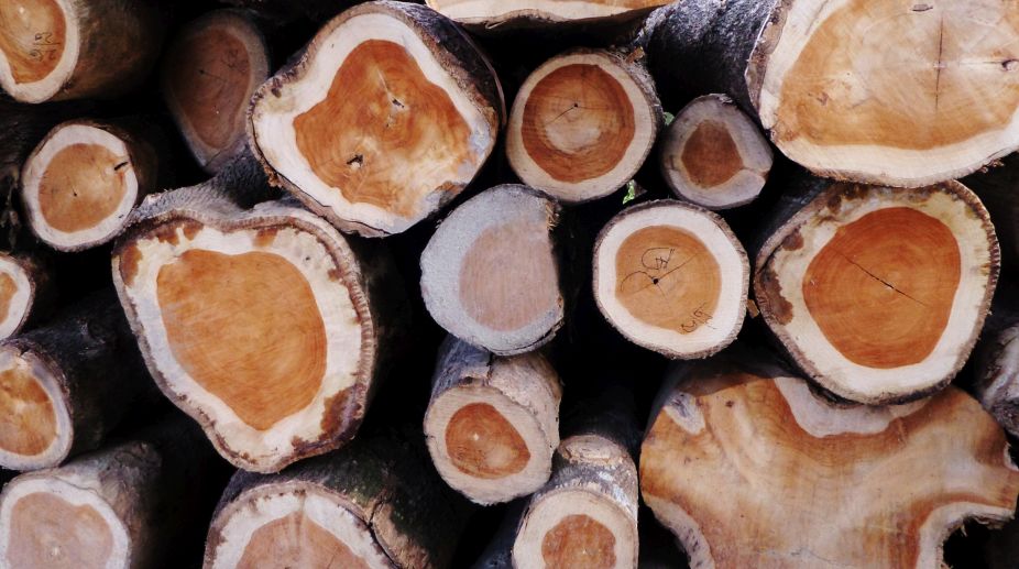 Smuggled timber seized in raid led by Manipur minister
