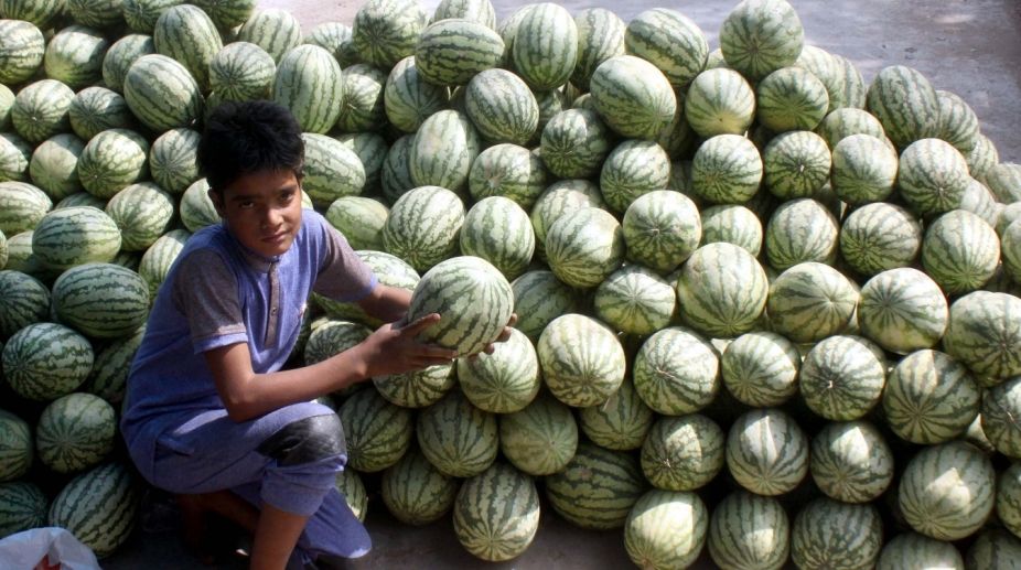 Singapore importers show interest in Bankura’s watermelons