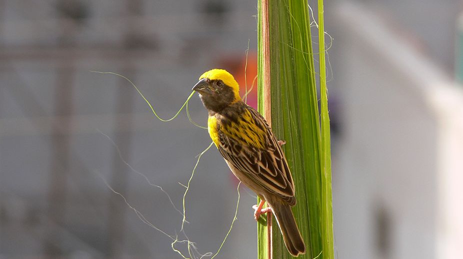 In pics: Birds of different feathers in Raipur