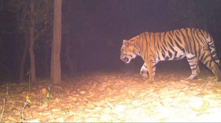 Lalgarh tiger sighted again at Rangamati